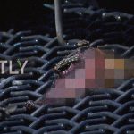 【閲覧注意】自爆テロ後の街には “こんな光景” が広がっている･･･。