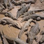 村人「仲間がワニに食われた！殺せ！」→ “292匹” を虐殺。