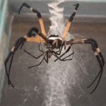 【捕食動画】命がけのセ●クス。交尾後に “食われてしまう” オス蜘蛛。