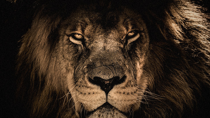 【捕食動画】「ライオンとトラに七面鳥をあげてみたよ！」→ 高評価。