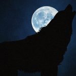 犬が猫を噛み殺し、”遠吠え” をした次の瞬間、まるでアニメのような展開に･･･。