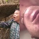 これはアホ。笑顔で “蜂の巣を叩いた” 男、重体。