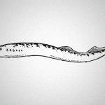 生きたウナギを “肛門にぶちこんだ” 男、取れなくなり病院へ･･･。