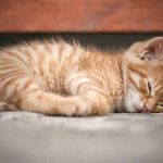 【閲覧注意】子猫の顔から大きな “ボットフライ” を摘出するグロ動画。