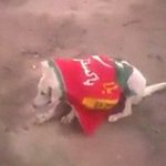 【閲覧注意】支持政党が負けた腹いせに “犬を撃ち殺す” 男、炎上。