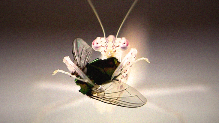 【捕食動画】”半透明のカマキリ” がハエを食べる様子が美しくもグロい。