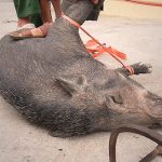 村人「今日は宴会だからイノシシ捌くね！」→ 屠殺からテーブルに並ぶまで。