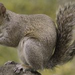 【捕食動画】空腹のリスは時として “肉食” となる。