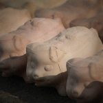 【閲覧注意】中国の養豚場、”子ブタの扱い” が酷すぎるグロ動画･･･。