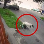 【衝撃映像】車と衝突したバイク、まるで “新体操のように” 吹き飛ばされてしまう･･･。