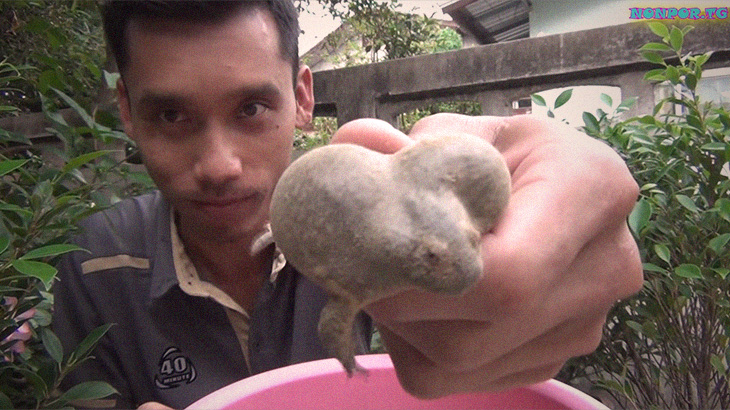 【捕食動画】まんまる可愛いカエルを “そのまま茹でて” 食べてみよう！