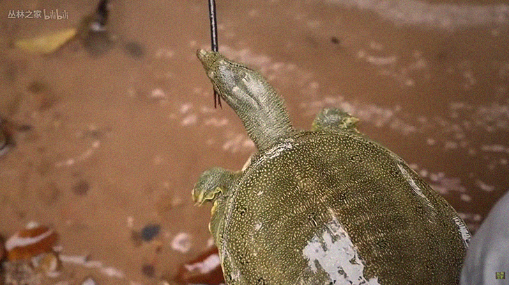 【捕食動画】栄養満点、”スッポンの蒸し焼き” 料理。