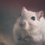 【衝撃映像】40日前に種を蒔いた畑から “とんでもないネズミ” が発見される･･･。