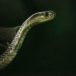 【捕食動画】ペットのゲージから何やら物音が → 調べてみた結果･･･。