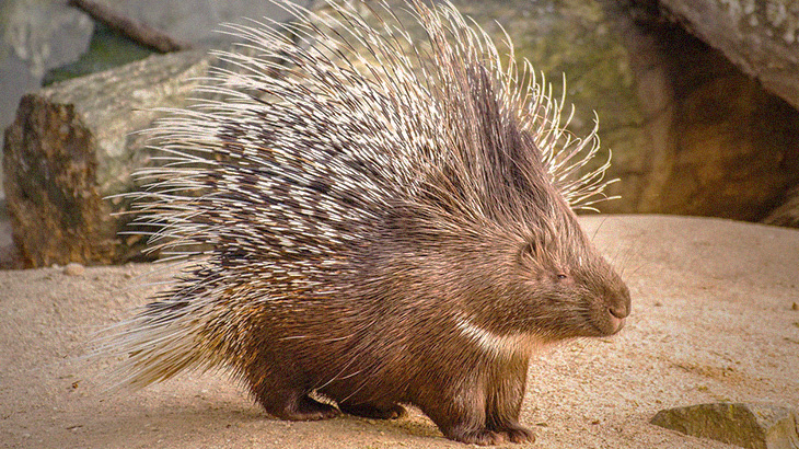 【捕食動画】ヤマアラシを食べよう。トゲを抜いて焼いて食べる調理動画。