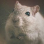 【捕食動画】動物園「毎週土曜は生きたネズミをヘビに食べさせるから見に来てね！」