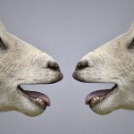 【閲覧注意】”屠殺しすぎて” 狂ってしまった男。