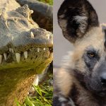 【捕食動画】リカオンが仕留めた獲物を横取りする大きなワニ。