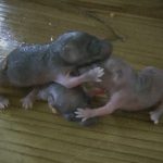【衝撃映像】育児放棄されたネズミの赤ちゃん発見。助けるのかと思いきや･･･。