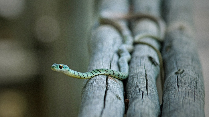 【捕食動画】カエルを食べようとするヘビ、カエルが “大きすぎた” 場合。