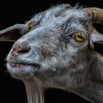 【捕食動画】ヤギが “魚をもしゃもしゃ食べる” 映像って始めてみたかも･･･。