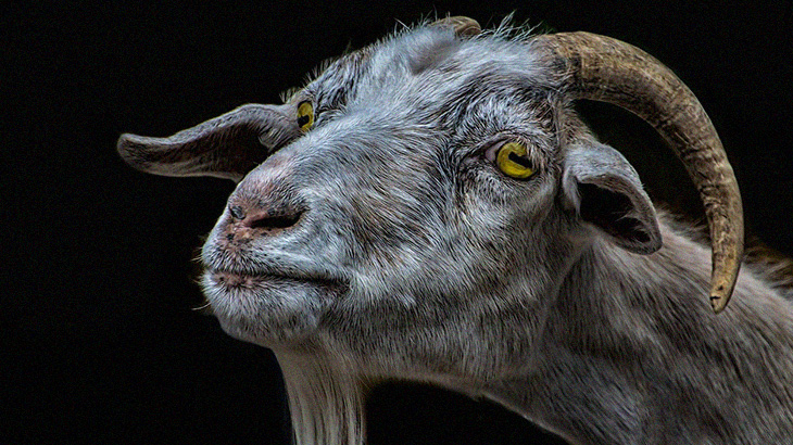 【捕食動画】ヤギが “魚をもしゃもしゃ食べる” 映像って始めてみたかも･･･。