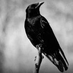 【閲覧注意】カラスに食われるネズミの姿を撮影したグロ動画。