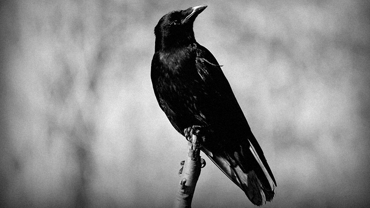 【閲覧注意】カラスに食われるネズミの姿を撮影したグロ動画。