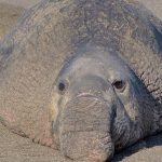 【閲覧注意】アザラシの死体、一晩で “こんな姿に” 変わり果ててしまう･･･。