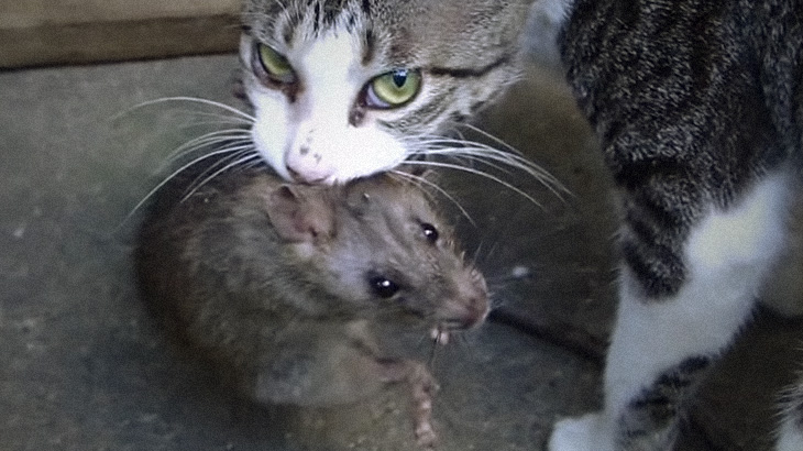 【閲覧注意】猫がネズミを “噛み殺す” グロ動画を高画質で。