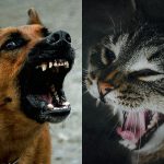 【閲覧注意】犬 v.s 猫の現実。噛み殺された猫。