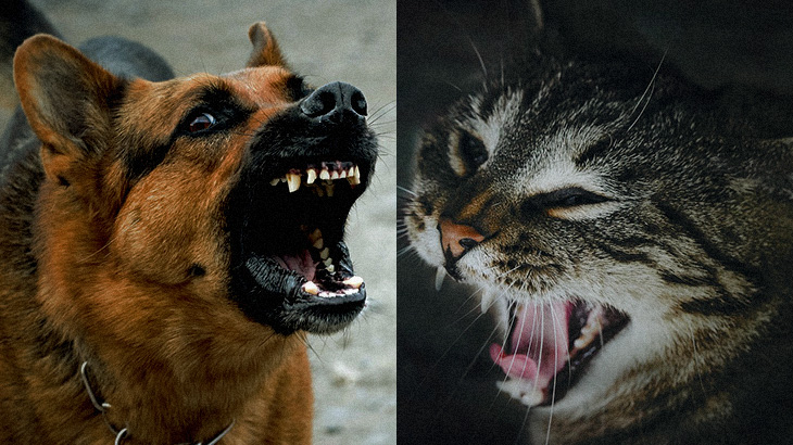 【閲覧注意】犬 v.s 猫の現実。噛み殺された猫。