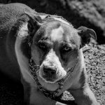 【閲覧注意】散歩中に突然 “ほかの犬を噛み殺す” ピットブルとかいう犬。