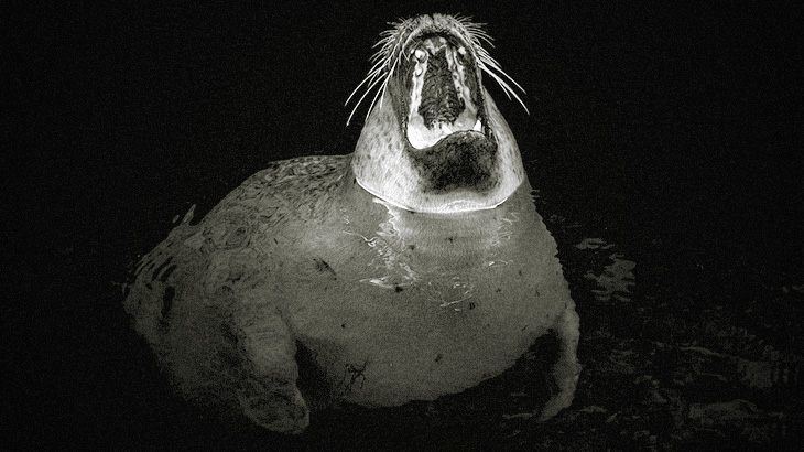 【超！閲覧注意】ロシアの漁師、アシカに “とんでもない残虐行為” をしてしまうグロ動画･･･。