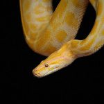 蛇使いの男、パフォーマンス中に “まさかのアクシデント” ･･･。