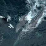 【捕食動画】シロナガスクジラの親子を襲うシャチの狩り映像。
