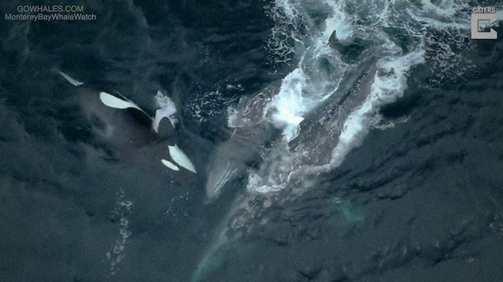 【捕食動画】シロナガスクジラの親子を襲うシャチの狩り映像。