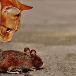 飼い猫がネズミを捕まえてきた → 飼い主「ネズミからなんか出てきたんだけど･･･」