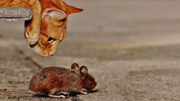 飼い猫がネズミを捕まえてきた → 飼い主「ネズミからなんか出てきたんだけど･･･」