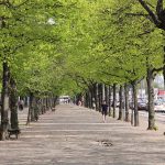 住民「街路樹が腐り始めて倒木が心配！」行政「いや大丈夫やろｗｗ」→ 結果･･･。