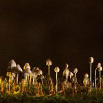 ベトナムの男性、耳の中に “とんでもない生き物” が生息してしまう･･･。