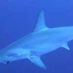 サメに対してあまりにも “非人道的” な行動をする男･･･。