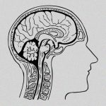 【超！閲覧注意】トラックに轢かれた男性、割れた頭蓋骨から脳みそが飛び出たグロ動画。