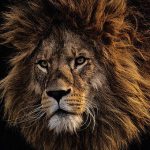 ライオンをおちょくりすぎたDQN、右腕がヤバイことに･･･。