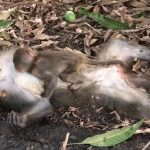 死んだ母親に気付かず “必死にしがみつく赤ちゃん猿” が切なすぎる。