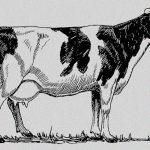 生まれたばかりの赤ちゃんを “牛の胃の中に入れる” 奇妙な儀式。