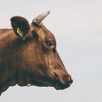 【閲覧注意】針1本で牛を麻痺させて屠殺する男。