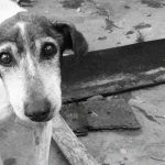 【閲覧注意】犬好きの人は絶対に見ないでください･･･。