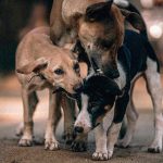 【閲覧注意】犬肉業者の取材中、思わず吐いてしまう女性レポーターのグロ動画。