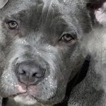 【恐怖】ピットブルとかいう犬、マジで頭おかしい･･･。